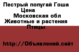 Пестрый попугай Гоша › Цена ­ 1 000 - Московская обл. Животные и растения » Птицы   